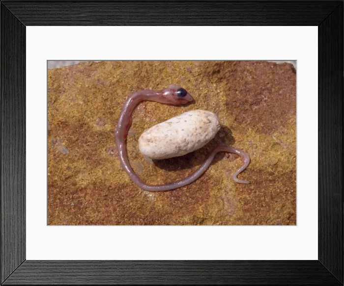 Framed Print : Embryonic Snake - & egg Framed Print : Embryonic Snake - & egg