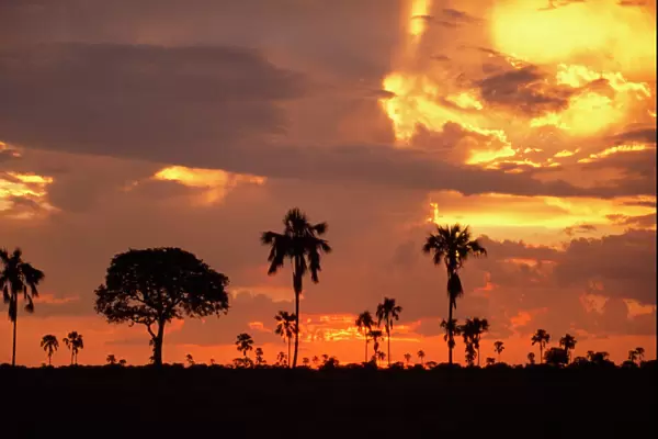 Zimbabwe - Ilala palms at sunset Hwange National Park