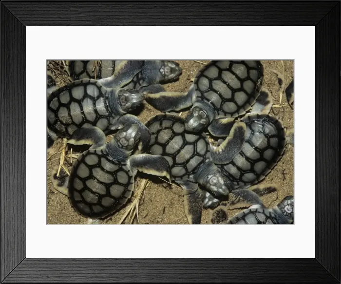 Framed Print : Flatback Turtle - hatchlings Framed Print : Flatback Turtle - hatchlings