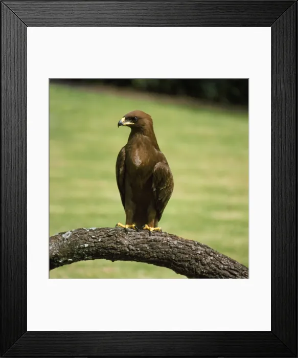 Framed Print : Wahlberg's Eagle Framed Print : Wahlberg's Eagle