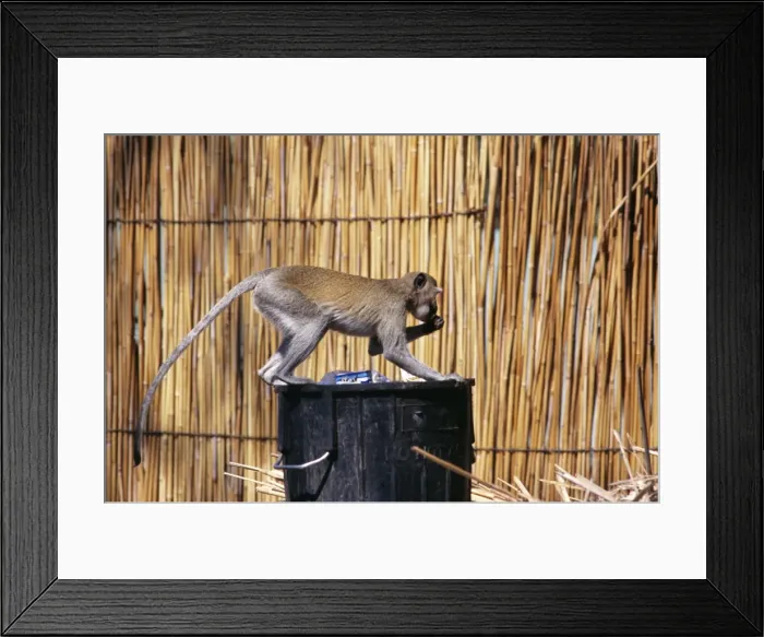 Framed Print : Velvet Monkey PS 8123 Scavenging in bin. Cercopithecus aethiops © Peter Steyn / ARDEA LONDON Framed Print : Velvet Monkey PS 8123 Scavenging in bin. Cercopithecus aethiops © Peter Steyn / ARDEA LONDON