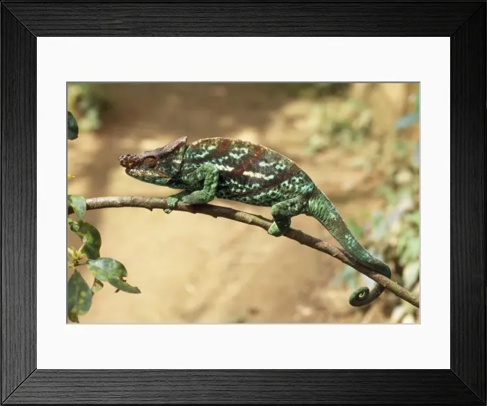 Framed Print : Parson's Chameleon - male Madagascar Framed Print : Parson's Chameleon - male Madagascar