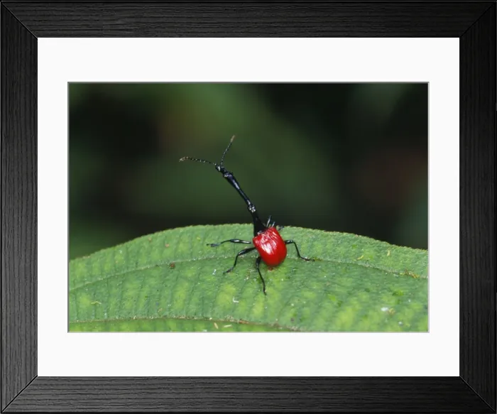 Framed Print : Giraffe-necked Weevil - male Madagascar Framed Print : Giraffe-necked Weevil - male Madagascar