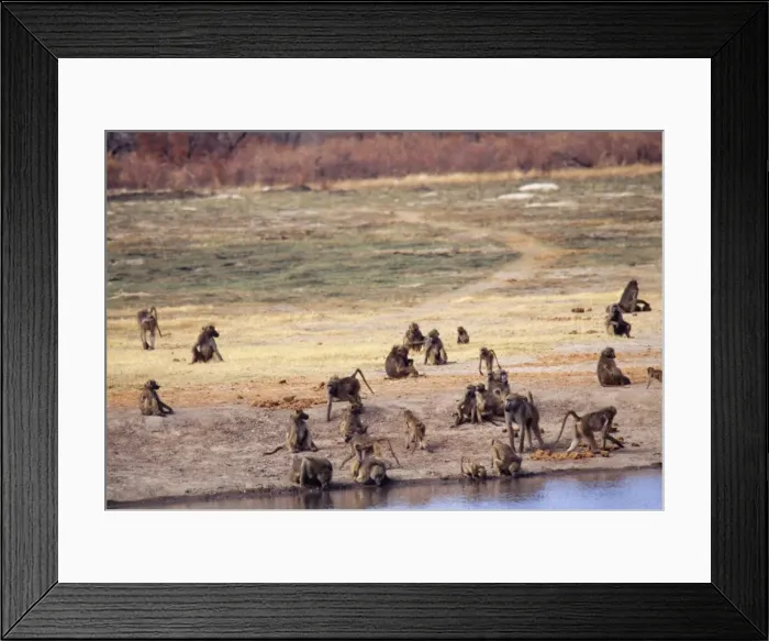Framed Print : Chacma Baboon PS 8513 Troop drinking & resting Papio ursinus © Peter Steyn / ARDEA LONDON Framed Print : Chacma Baboon PS 8513 Troop drinking & resting Papio ursinus © Peter Steyn / ARDEA LONDON