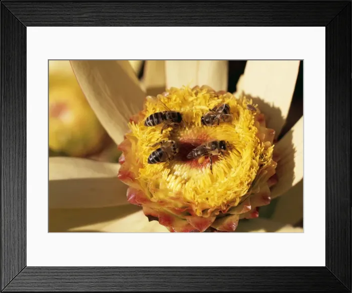 Framed Print : African Honey Bee PS 8998 Pollinating. South Africa Apis mellifera © Peter Steyn  /  ARDEA LONDON