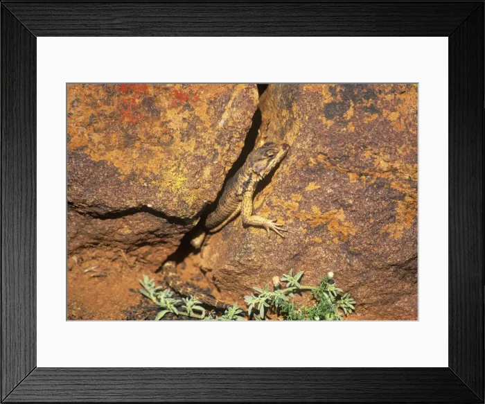 Framed Print : African Spiny-tailed / Karoo Girdled Lizard - on rock Framed Print : African Spiny-tailed / Karoo Girdled Lizard - on rock