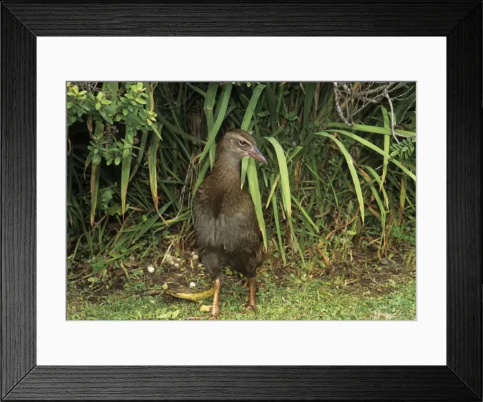 Framed Print : Weka South Island, New Zealand