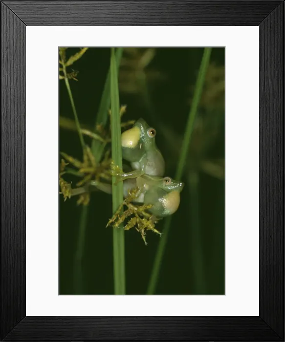 Framed Print : Long Reed Frogs PS 9577 Males fighting for calling perch © Peter Steyn / ARDEA LONDON Framed Print : Long Reed Frogs PS 9577 Males fighting for calling perch © Peter Steyn / ARDEA LONDON