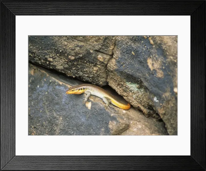 Framed Print : Rainbow  /  Five-lined Skink Zimbabwe
