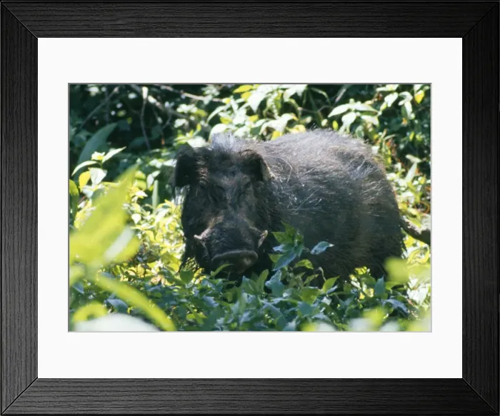 Framed Print : Giant Forest Hog - in vegetation Framed Print : Giant Forest Hog - in vegetation