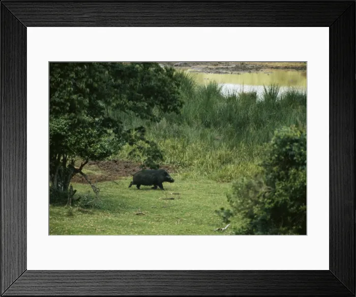 Framed Print : Giant Forset Hog RB 121 Kenya, Africa. Hylochoerus meinertzhageni © Roberto Bunge / ARDEA LONDON Framed Print : Giant Forset Hog RB 121 Kenya, Africa. Hylochoerus meinertzhageni © Roberto Bunge / ARDEA LONDON