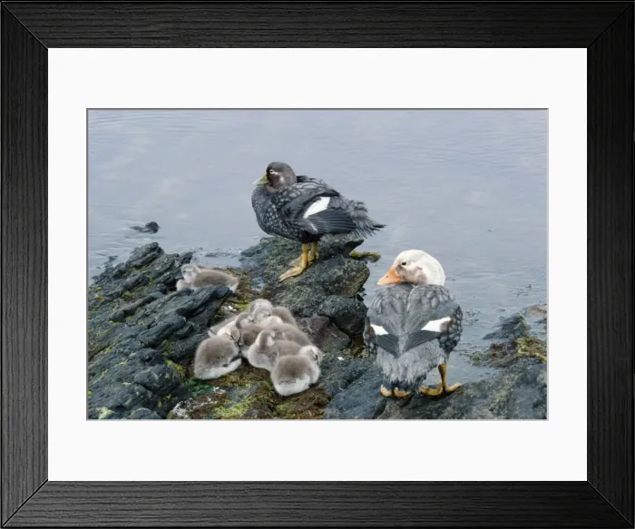 Framed Print : Falkland Flightless Steamer Ducks RB 352 Male and female with chicks standing at waters edge Tachyeres brachypterus © Roberto Bunge / ARDEA LONDON Framed Print : Falkland Flightless Steamer Ducks RB 352 Male and female with chicks standing at waters edge Tachyeres brachypterus © Roberto Bunge / ARDEA LONDON