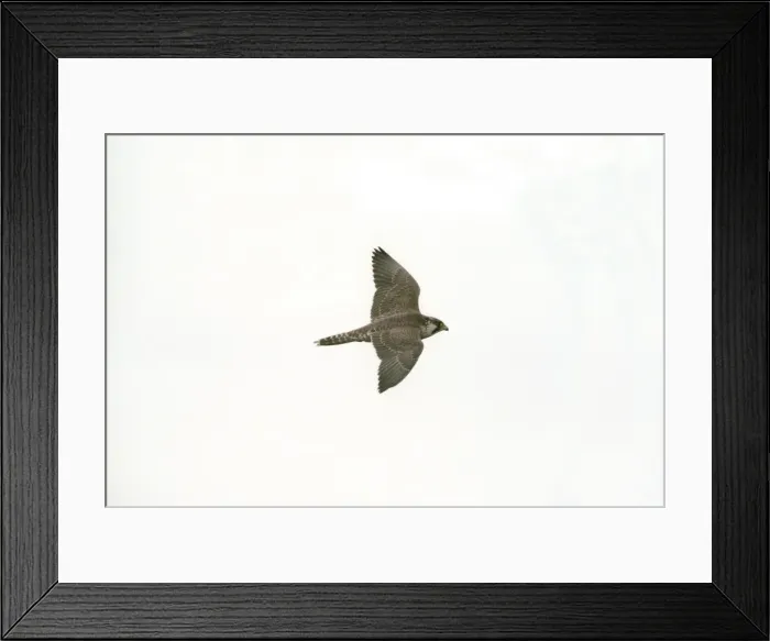 Framed Print : Peregrine Falcon RES 192 Falco peregrinus - Juvenile in flight © George Reszeter / ARDEA LONDON Framed Print : Peregrine Falcon RES 192 Falco peregrinus - Juvenile in flight © George Reszeter / ARDEA LONDON