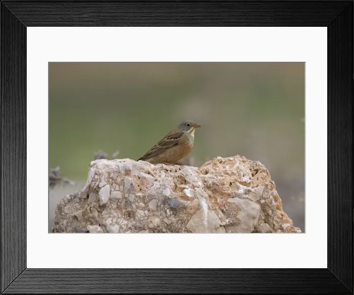Framed Print : Adult Ortolan Bunting Turkey May Framed Print : Adult Ortolan Bunting Turkey May