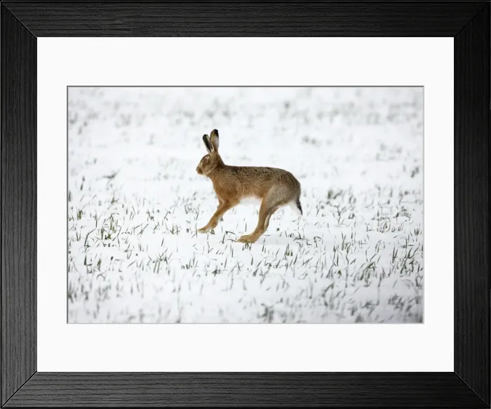 Framed Print : Brown Hare in snow - Oxon - UK - February Framed Print : Brown Hare in snow - Oxon - UK - February
