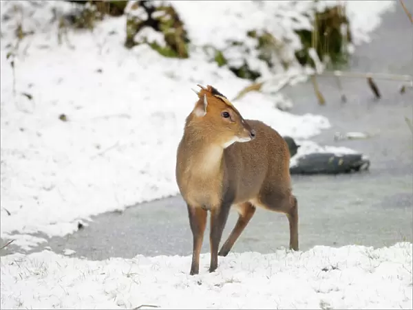 Muntjac - Male by frozen pond in snow - Oxon - UK - February