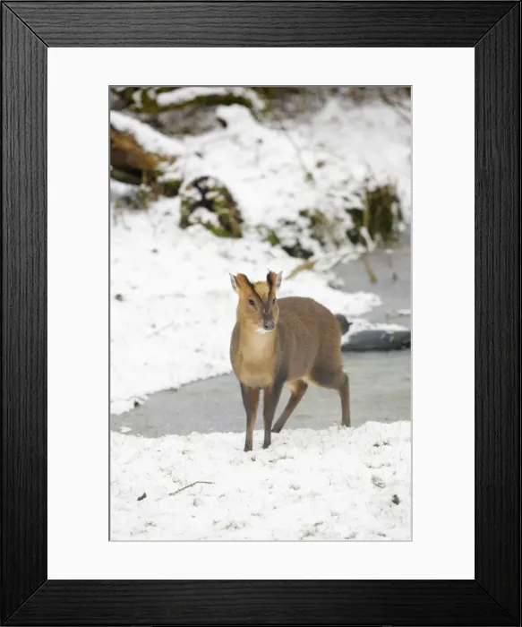 Framed Print : Muntjac - Male by frozen pond in snow - Oxon - UK - February
