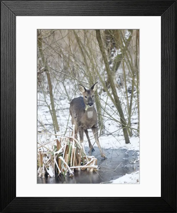 Framed Print : Roe Deer - Female eating at a frozen Pond - Oxon - UK - February Framed Print : Roe Deer - Female eating at a frozen Pond - Oxon - UK - February