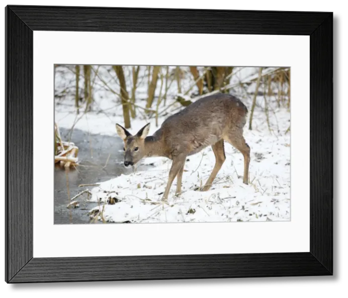 Framed Print : Roe Deer - Female eating at a frozen Pond - Oxon - UK - February Framed Print : Roe Deer - Female eating at a frozen Pond - Oxon - UK - February