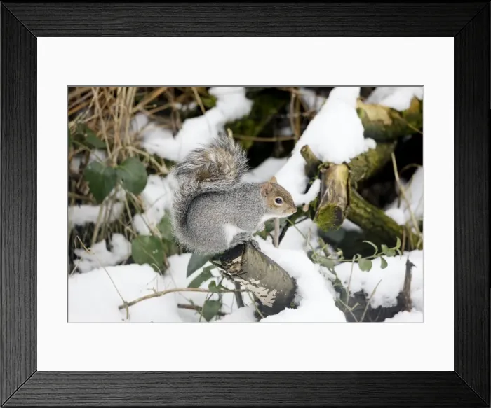 Framed Print : Grey Squirrel - In snow - Oxon - UK - February Framed Print : Grey Squirrel - In snow - Oxon - UK - February