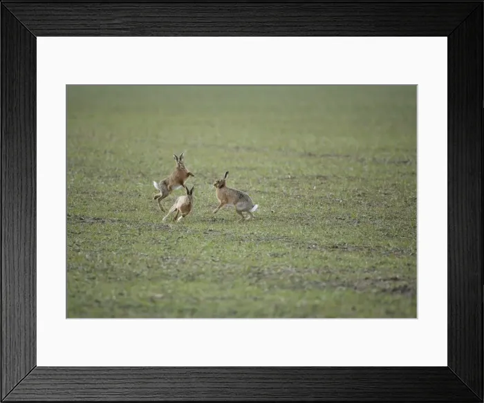 Framed Print : Brown Hares - Boxing - Oxon - UK - February Framed Print : Brown Hares - Boxing - Oxon - UK - February