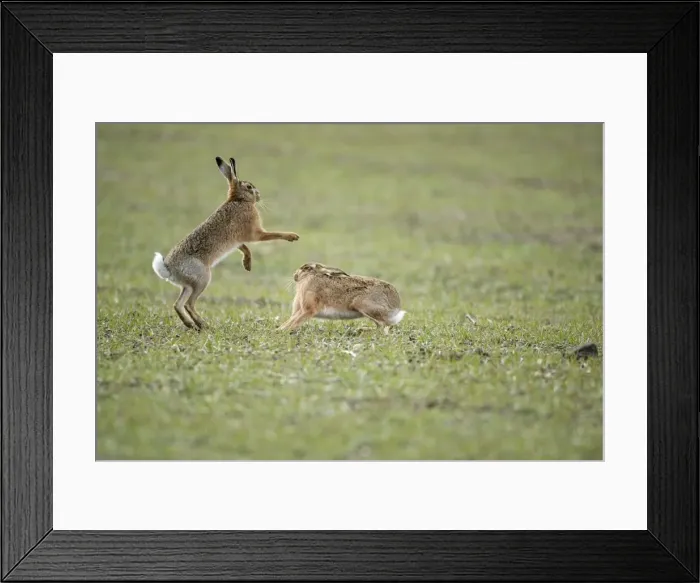 Framed Print : Brown Hares - Boxing - Oxon - UK - February Framed Print : Brown Hares - Boxing - Oxon - UK - February