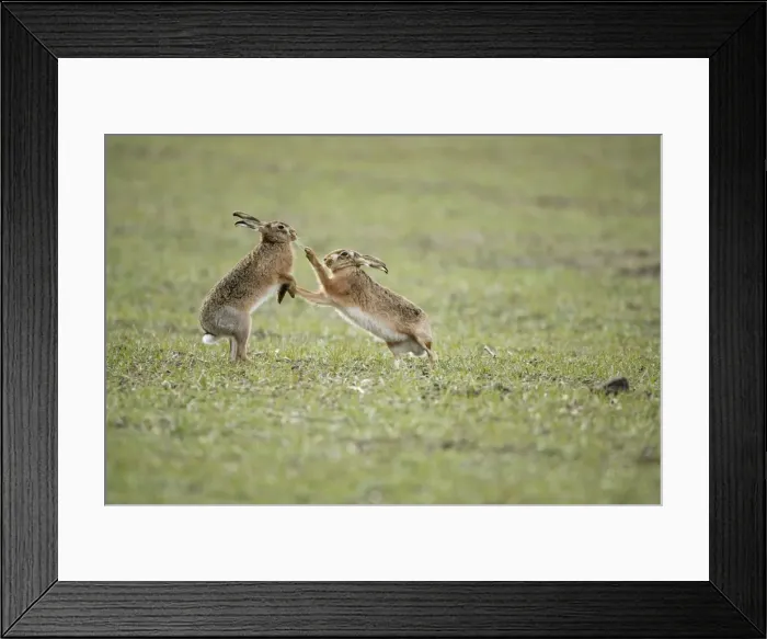 Framed Print : Brown Hares - Boxing - Oxon - UK - February Framed Print : Brown Hares - Boxing - Oxon - UK - February