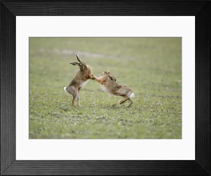 Framed Print : Brown Hares - Boxing - Oxon - UK - February Framed Print : Brown Hares - Boxing - Oxon - UK - February