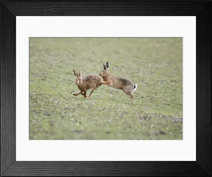 Framed Print : Brown Hares - Boxing - Oxon - UK - February Framed Print : Brown Hares - Boxing - Oxon - UK - February