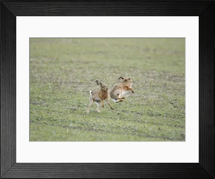 Framed Print : Brown Hares - Boxing - Oxon - UK - February Framed Print : Brown Hares - Boxing - Oxon - UK - February