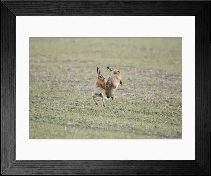 Framed Print : Brown Hares - Boxing - Oxon - UK - February Framed Print : Brown Hares - Boxing - Oxon - UK - February