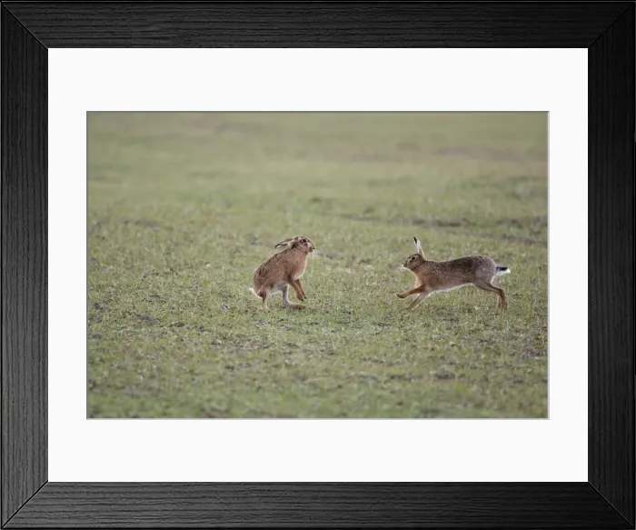 Framed Print : Brown Hares - Boxing - Oxon - UK - February Framed Print : Brown Hares - Boxing - Oxon - UK - February