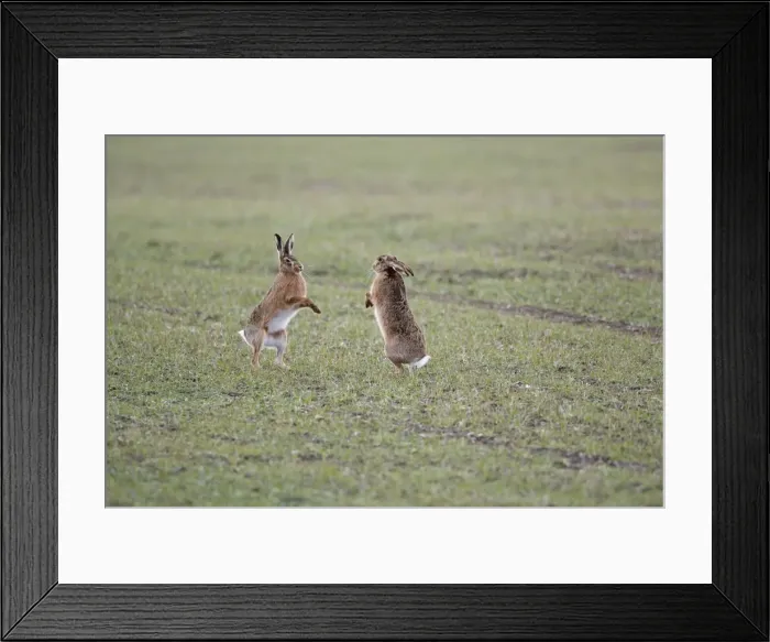 Framed Print : Brown Hares - Boxing - Oxon - UK - February Framed Print : Brown Hares - Boxing - Oxon - UK - February
