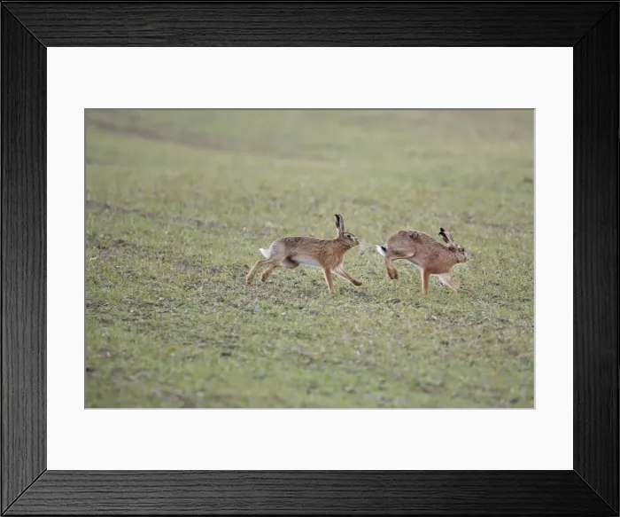 Framed Print : Brown Hares - Boxing - Oxon - UK - February Framed Print : Brown Hares - Boxing - Oxon - UK - February