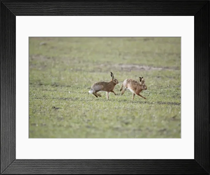 Framed Print : Brown Hares - Boxing - Oxon - UK - February Framed Print : Brown Hares - Boxing - Oxon - UK - February