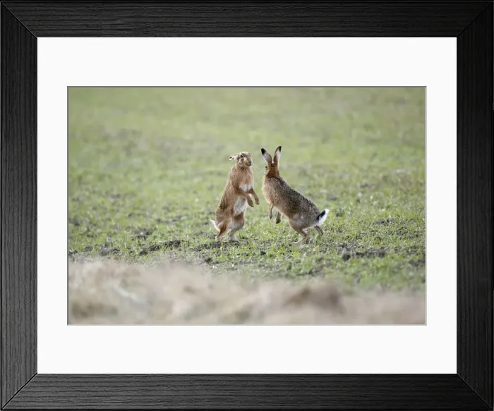 Framed Print : Brown Hares - Boxing - Oxon - UK - February Framed Print : Brown Hares - Boxing - Oxon - UK - February