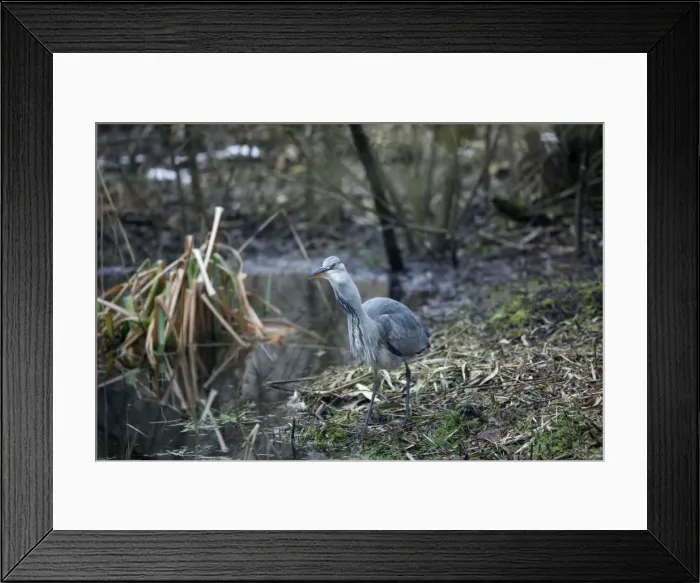 Framed Print : Grey Heron - Juvenile swallowing Common Toad (Bufo bufo) - February - Oxon UK Framed Print : Grey Heron - Juvenile swallowing Common Toad (Bufo bufo) - February - Oxon UK