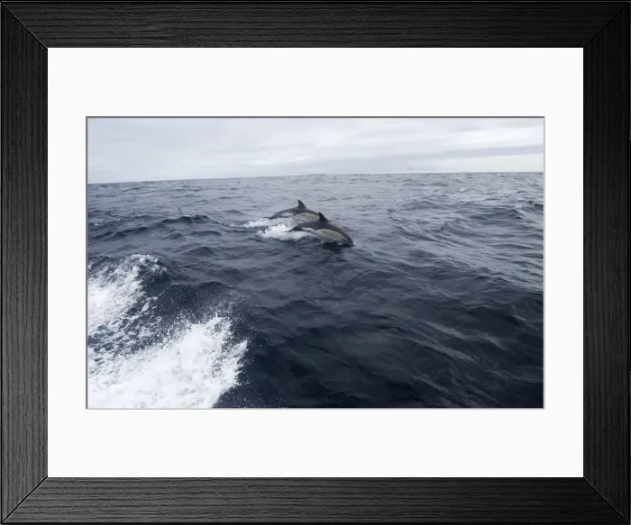 Framed Print : Common Dolphin - Jumping from water - Isles of Scilly - August Framed Print : Common Dolphin - Jumping from water - Isles of Scilly - August