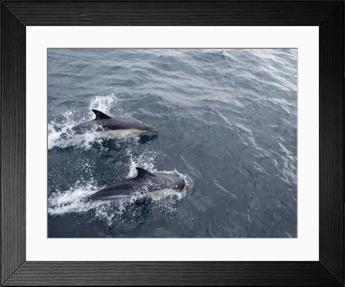 Framed Print : Common Dolphin - Swimming - Isles of Scilly - August Framed Print : Common Dolphin - Swimming - Isles of Scilly - August