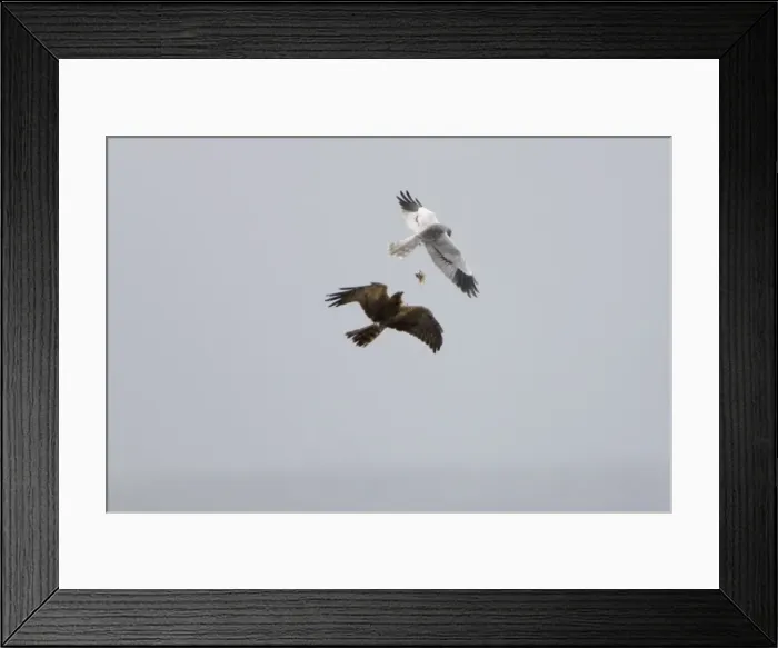 Framed Print : Montagu's Harrier - food pass in flight - sequence 1 of 5 - The male (grey bird) has dropped the food (in this case a bird) to the female below - Whilst the female is looking after their chicks the male will catch the food Framed Print : Montagu's Harrier - food pass in flight - sequence 1 of 5 - The male (grey bird) has dropped the food (in this case a bird) to the female below - Whilst the female is looking after their chicks the male will catch the food
