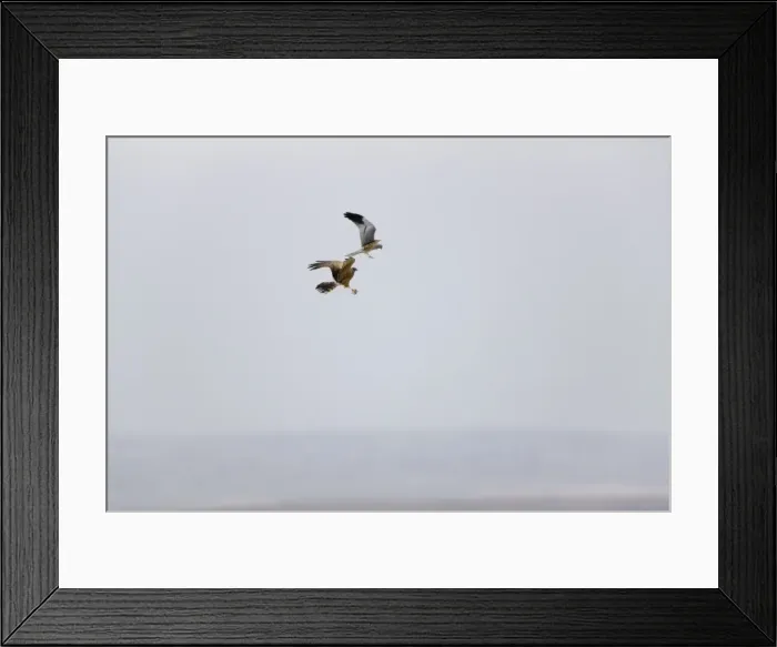 Framed Print : Montagu's Harrier - food pass in flight - sequence 2 of 5 - The male (grey bird) has dropped the food (in this case a bird) to the female below - Whilst the female is looking after their chicks the male will catch the food Framed Print : Montagu's Harrier - food pass in flight - sequence 2 of 5 - The male (grey bird) has dropped the food (in this case a bird) to the female below - Whilst the female is looking after their chicks the male will catch the food