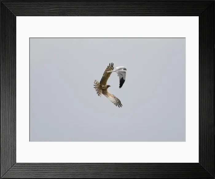 Framed Print : Montagu's Harrier - food pass in flight - sequence 3 of 5 - The male (grey bird) has dropped the food (in this case a bird) to the female below - Whilst the female is looking after their chicks the male will catch the food Framed Print : Montagu's Harrier - food pass in flight - sequence 3 of 5 - The male (grey bird) has dropped the food (in this case a bird) to the female below - Whilst the female is looking after their chicks the male will catch the food