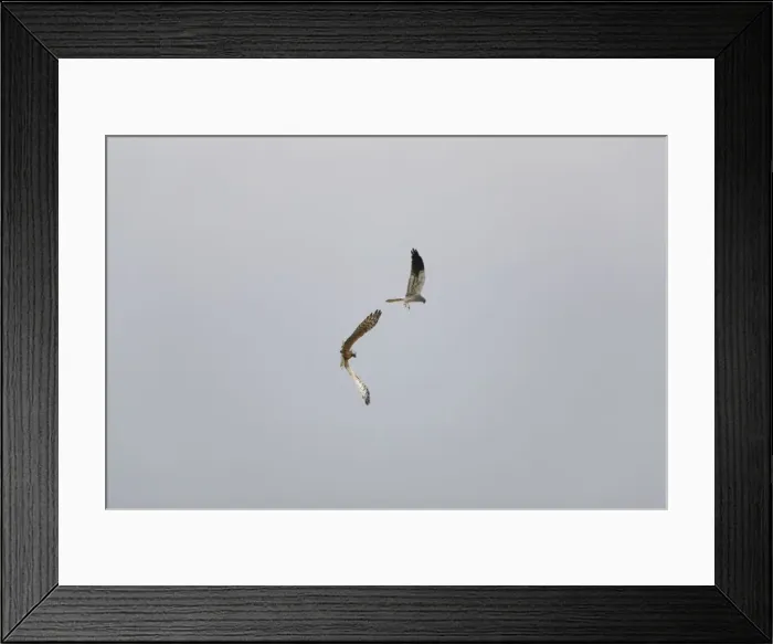 Framed Print : Montagu's Harrier - food pass in flight - sequence 4 of 5 - The male (grey bird) has dropped the food (in this case a bird) to the female below - Whilst the female is looking after their chicks the male will catch the food Framed Print : Montagu's Harrier - food pass in flight - sequence 4 of 5 - The male (grey bird) has dropped the food (in this case a bird) to the female below - Whilst the female is looking after their chicks the male will catch the food