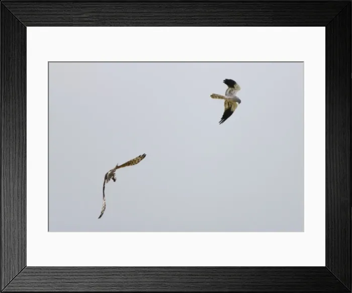 Framed Print : Montagu's Harrier - food pass in flight - sequence 5 of 5 - The male (grey bird) has dropped the food (in this case a bird) to the female below - Whilst the female is looking after their chicks the male will catch the food Framed Print : Montagu's Harrier - food pass in flight - sequence 5 of 5 - The male (grey bird) has dropped the food (in this case a bird) to the female below - Whilst the female is looking after their chicks the male will catch the food