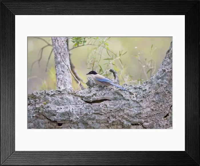 Framed Print : Azure-winged Magpie - April - Monfrague - Spain Framed Print : Azure-winged Magpie - April - Monfrague - Spain
