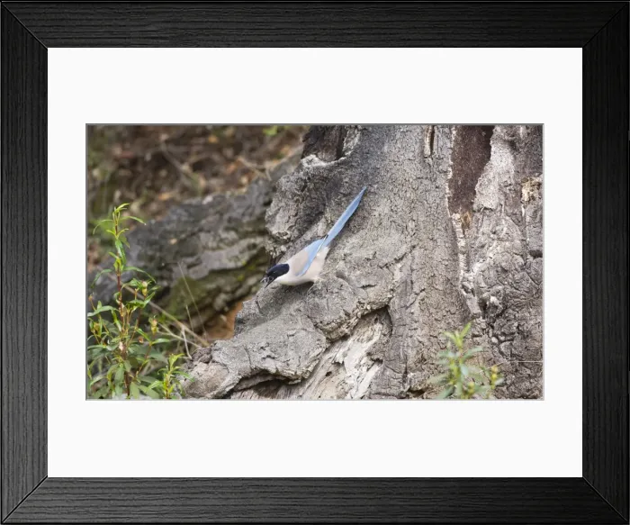 Framed Print : Azure-winged Magpie - April - Monfrague - Spain Framed Print : Azure-winged Magpie - April - Monfrague - Spain