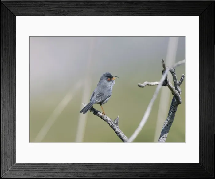 Framed Print : Balearic Warbler / Mamora's Warbler - adult - March - Majorca Framed Print : Balearic Warbler / Mamora's Warbler - adult - March - Majorca