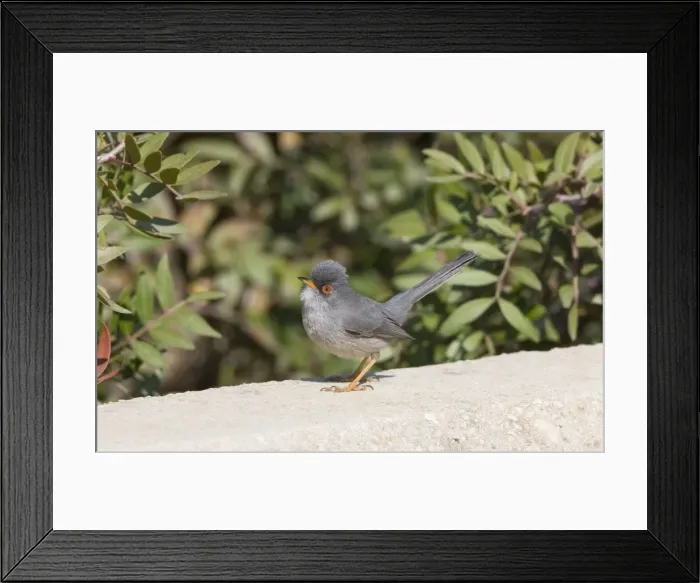 Framed Print : Balearic Warbler / Mamora's Warbler - adult - March - Majorca Framed Print : Balearic Warbler / Mamora's Warbler - adult - March - Majorca