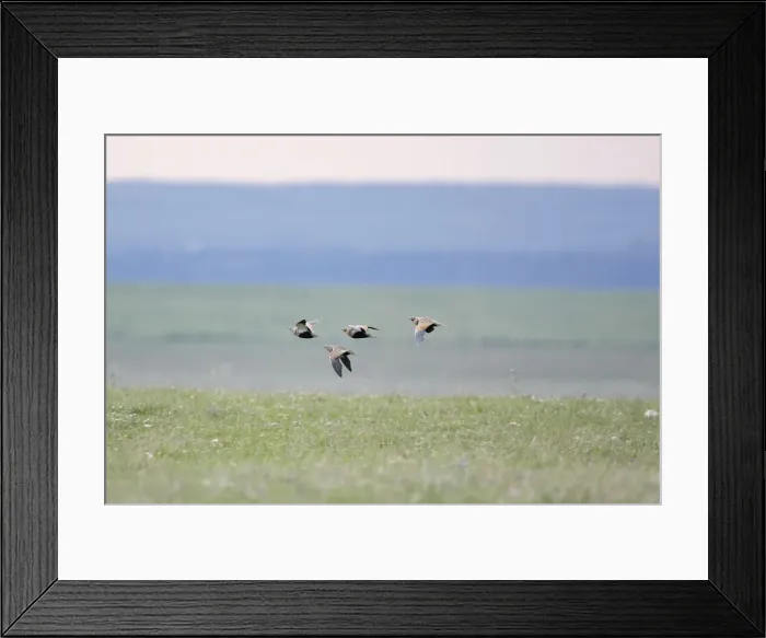 Framed Print : Black-bellied Sandgrouse - in flight - April - Extremadura - Spain Framed Print : Black-bellied Sandgrouse - in flight - April - Extremadura - Spain
