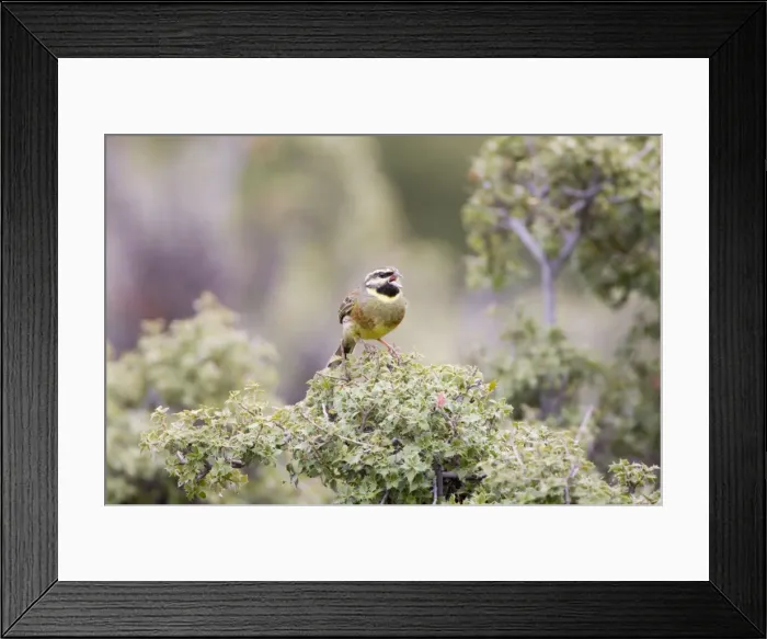 Framed Print : Cirl Bunting - adult male singing on territory - April Framed Print : Cirl Bunting - adult male singing on territory - April